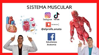 Sistema muscular anatomía elprofedeanato muscular sistemamuscular agonista tono sinergista [upl. by Dorelle275]