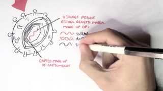 Microbiology  Viruses Structure Types and Bacteriophage Replication [upl. by Conal600]