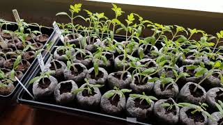 Tomato and pepper seedling update week 2 [upl. by Thedrick]