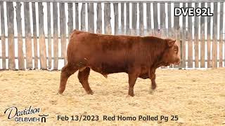 Davidson Gelbvieh Bull Lot DVE 92L sells Friday March 1 2024 [upl. by Elleuqar771]