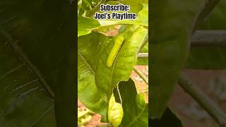 Caterpillar eating Leaves  Farm [upl. by Cherin]