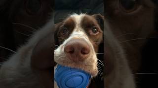 Who’s afraid of little old me Puppyhood to adolescence dog cute puppy springerspaniel [upl. by Nahsad]