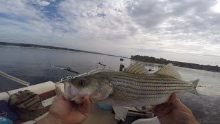 STRIPER FISHING LAKE WATEREE SC 11624 [upl. by Ellek]