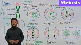 mitosis  stages of mitosis  prophase metaphase anaphase telophase [upl. by Areemas688]