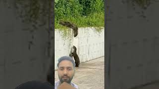 mongoose help animals viralvideo viralshorts ❤️❤️❤️ [upl. by Ferretti626]