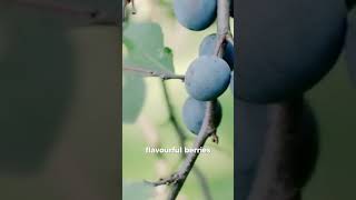 Rabbit Eye Blueberries The Perfect Choice for North Carolina garden herbgarden gardeningadvice [upl. by Nnyrat]