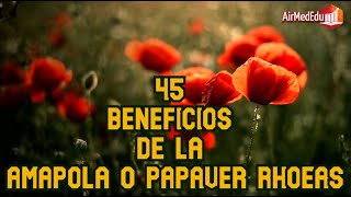 45 Beneficios de la Amapola o Papaver rhoeas [upl. by Ruthy861]