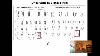 Blood Type and X linked Traits Genetics [upl. by Soirtimid]