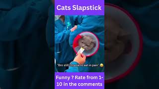 Cats Slapstick shots [upl. by Erlond343]