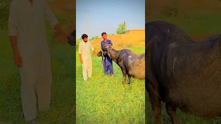 Khandane bhanse for sale foryou comedy shortvideos trending trendingshorts [upl. by Dyson]