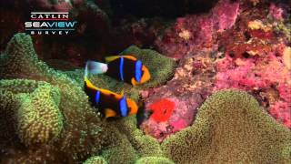 Seaview Science Clown Fish Symbiosis [upl. by Dedrick]