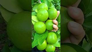 🌿Fast Track of Growing Lemon Trees by Air Layering lemontree gardening [upl. by Akimas]