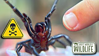 How DEADLY Is The BITE Of The FUNNEL WEB SPIDER [upl. by Akers793]