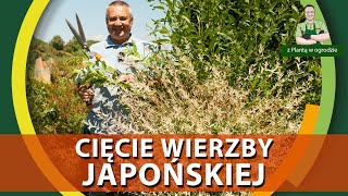 Jak przycinać wierzbę hakuro nishiki  Z PLANTĄ W OGRODZIE [upl. by Hsiekal]