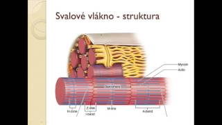 Fyziologie sportu SVALY 1  svalové vlákno [upl. by Ienttirb]