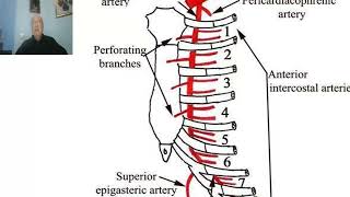 Anatomy for applied medical scienceRespiratory Department Intercostal arteries  by DrWahdan [upl. by Sheri]