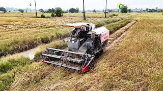 Growing And Harvesting Rice By Kubota Harvester Machinery In Cambodia [upl. by Nomi]