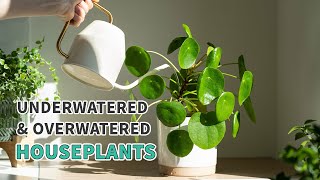 How to treat underwatered and overwatered houseplants plants houseplants plantcare [upl. by Honna957]