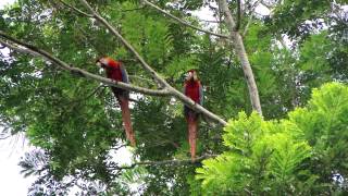 ARARAVERMELHA OU ARACANGA  COPEA  AMAZÔNIA [upl. by Perretta350]