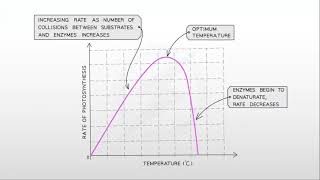 Limiting Factors and Rate of Photosynthesis  Nutrition  Edexcel IGCSE Biology  Studennect [upl. by Maurey296]