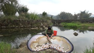 There are many pearl mussels growing in the water pool in the wild the pearls are so beautiful [upl. by Raval576]