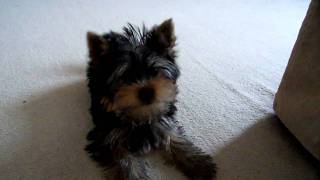 Yorkshire Terrier Puppy Barking at Camera [upl. by Grunenwald]