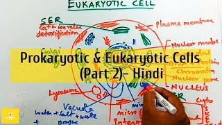 Prokaryotic and Eukaryotic Cells in Hindi  Part 2 [upl. by Andrien]