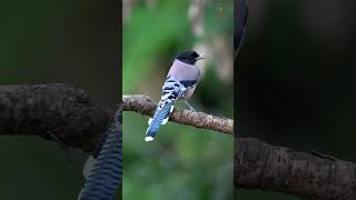 Blackheaded Jay viralreels viralshorts viralvideos birding trendingreels viral naturelovers [upl. by Shaun797]