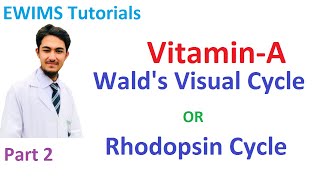 VitaminA Part 2  Wald’s Visual Cycle [upl. by Enayd]