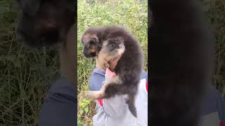 Top quality German shepherd puppies sell 8977388001ytshorts youtubeshorts trendingshorts pets [upl. by Pineda]