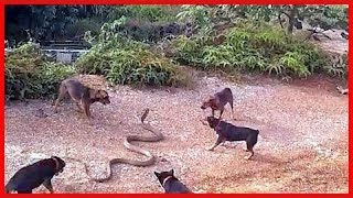 Wild animals fight to death  CRAZIEST Animal Fights Caught  Dog vs Cobra Snake 2 [upl. by Enitsirk342]