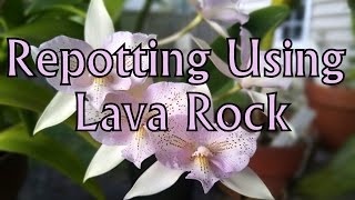 Repotting Using Lava Rock [upl. by Karon]