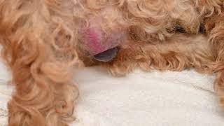 Miraculous birth of a goldendoodle puppy [upl. by Siraj]