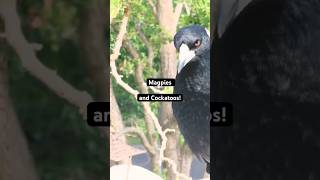 Magpie Call vs Cockatoo Feed [upl. by Neitsirhc]