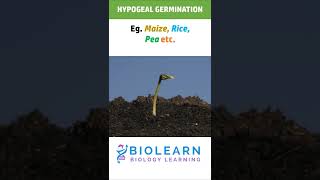 HYPOGEAL GERMINATION  TYPES OF GERMINATION  BioLearn [upl. by Nyladnewg382]