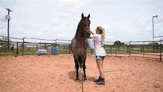 Training Mustang Jude  First Saddling [upl. by Iridis]