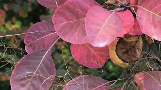 Le Cotinus ou arbre à perruques Mutation automnale [upl. by Hannaoj873]