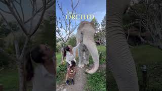 We visited the magical Chai Lai Orchid Elephant Sanctuary shorts [upl. by Azile69]