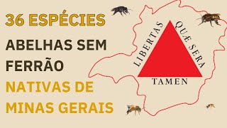 36 Espécies de abelhas de MINAS GERAIS [upl. by Maurizio]