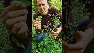 Sanicle sanicula europaea herbs shadelovingplants foraging woodland explore nature [upl. by Hakim]