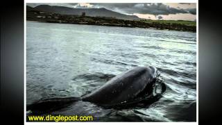 Fungi the Dingle Dolphin 30 years in Dingle [upl. by Rizzi244]