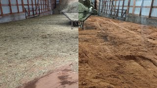 The BEST bedding for sheep in barn CONFINEMENT livestocklitterbox [upl. by Chlo]