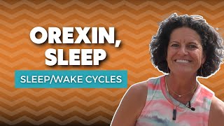 The Orexin Hormone  What Does Orexin Do In Sleep [upl. by Huei]