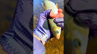 See how this fish was released into the river How To Release A Fish Properly [upl. by Gunter8]