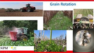 Interseeding Cover Crops [upl. by Filip]