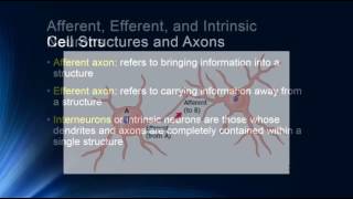 Neurons and Glial Cells [upl. by Enelam]