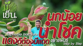 นกน้อยนำโชค แดงสดดี ต้องมีแดดเต็มวัน ดอกสวยเด่น เป็นมงคลนาม Euphorbia bracteata [upl. by Dowlen]