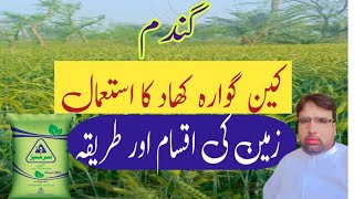 Use of Calcium Ammonium Nitrate in Wheat Cropکین گوارہ کھاد کا گندم میں استعمال [upl. by Atineg990]