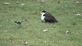 Masked lapwing Plover with chickssee description for sad news [upl. by Retla]