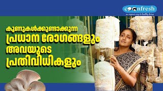 Major mushroom diseases and their remedies  Shije Varghese  Coonfresh [upl. by Eceirehs]